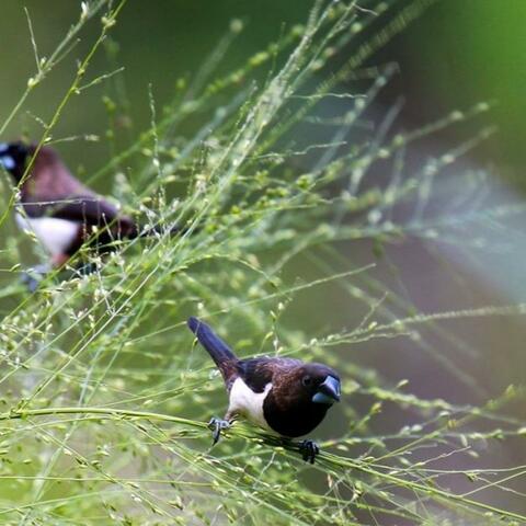 Burung Emprit