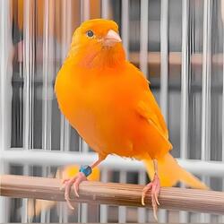 Burung Kenari