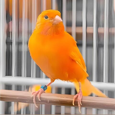 Burung Kenari