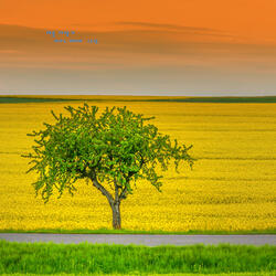 In the summer a lullaby