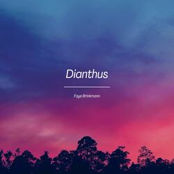 Dianthus