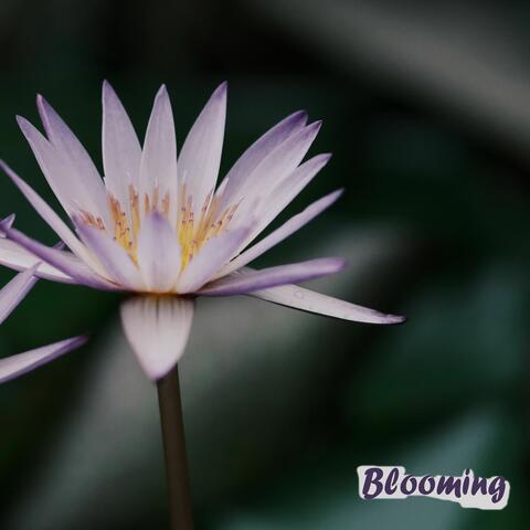 Blooming