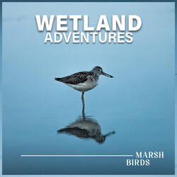 Marsh Birds