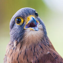 Bird Sounds - 4 - Loopable