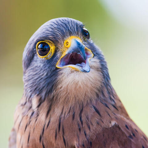 Bird Sounds