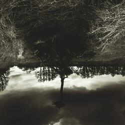 Mystery Forest