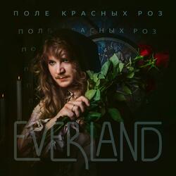 Поле красных роз