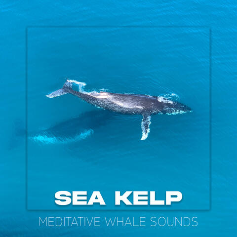 Meditative Whale Sounds