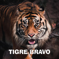 Tigre Bravo