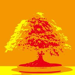 Maple Bonsai