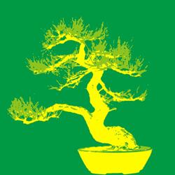 Pine Bonsai
