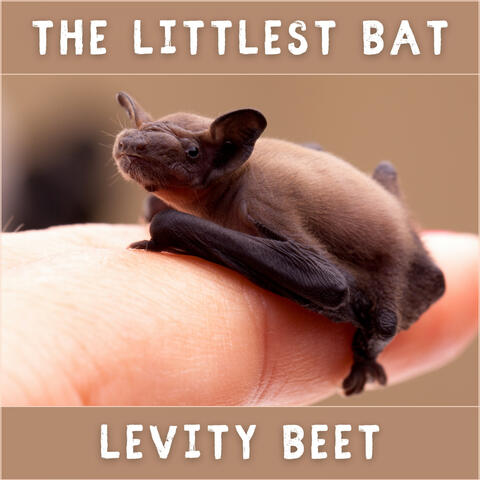 The Littlest Bat