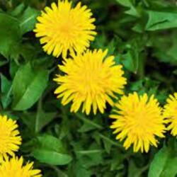 Dandelions
