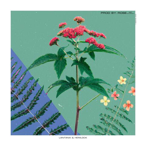 Lantana & Hemlock