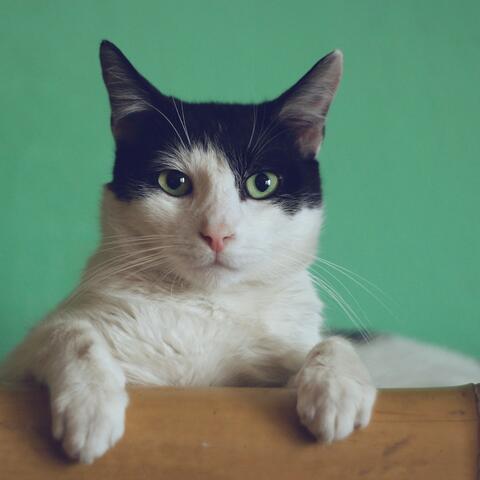 Cat Eat Fish