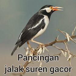 Pancingan Jalak Suren Gacor