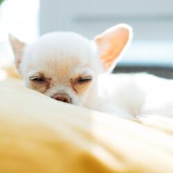 Paws & Dreams