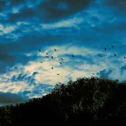 The Race (El Primero no Siempre Es El Que Gana)