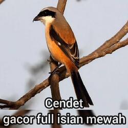 Cendet Gacor Full Isian Mewah