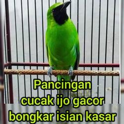 Pancingan Cucak Ijo Gacor Bongkar Isian Kasar