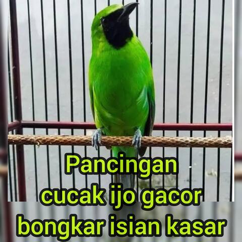 Pancingan Cucak Ijo Gacor Bongkar Isian Kasar