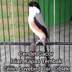 Cendet Gacor Isian Kapas Tembak Cililin Lovebird Dan Ciblek