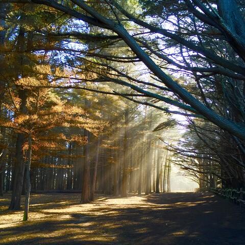 Piano Healing & Meditation