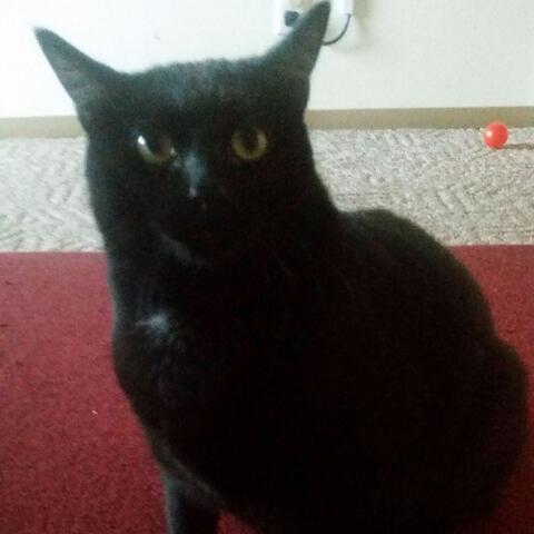 Ally Cat