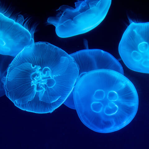 深海に生きる