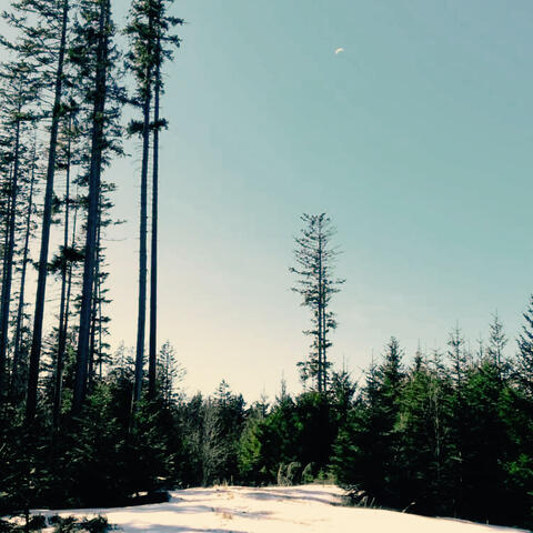 Awakening of the Pines