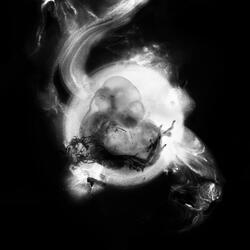 Requiem for a dream