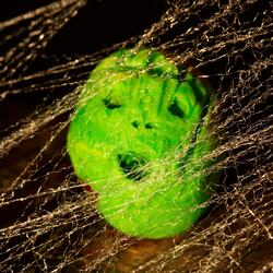 Cobwebs