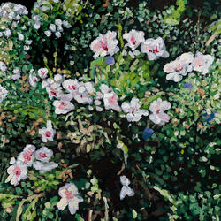 Late Bloomer