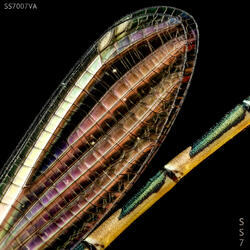Dreamwaves