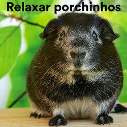 Relax My Pig