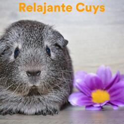 Guinea Pig Fairytales