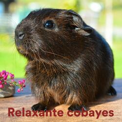 Miracles of Sleeping Guinea Pigs