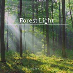 Forest Light