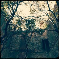 The House / The Forest