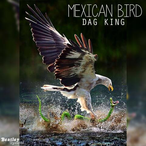 Mexican Bird