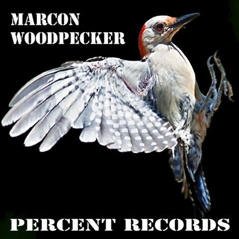 Woodpecker