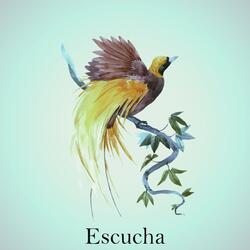 Escucha