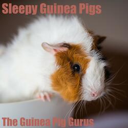 Music for Guinea Pig's Ears