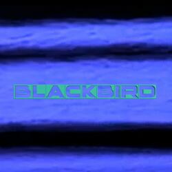 Blackbird