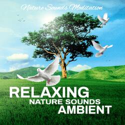Relaxing Nature Sounds Ambient