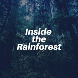 Gentle Rain Nature's Relaxing Sounds