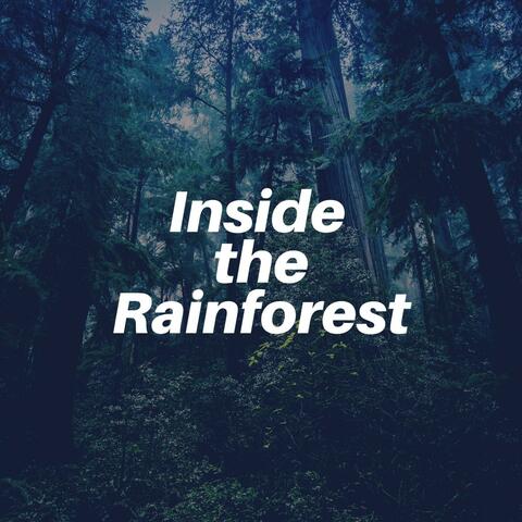 Inside the Rainforest