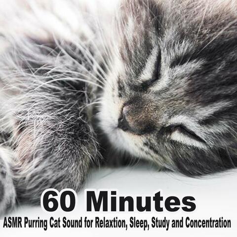 60 Minutes ASMR Purring Cat Sound for Relaxtion, Sleep, Study and Concentration