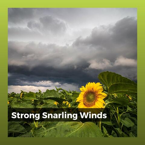 Strong Snarling Winds