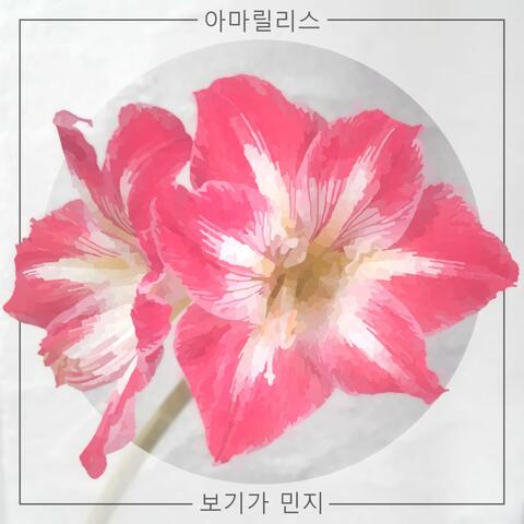 Amaryllis